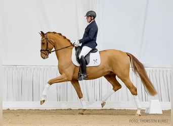 Hanoverian, Gelding, 4 years, 16 hh, Chestnut-Red