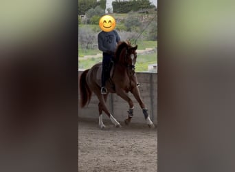 Hanoverian, Gelding, 4 years, 16 hh, Chestnut-Red