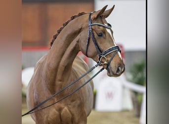 Hanoverian, Gelding, 4 years, 16 hh, Chestnut-Red
