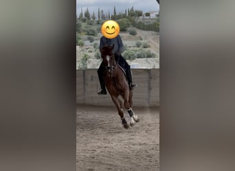 Hanoverian, Gelding, 4 years, 16 hh, Chestnut-Red