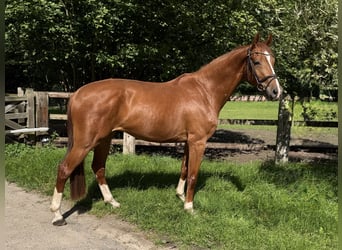 Hanoverian, Gelding, 4 years, 16 hh, Chestnut-Red