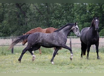 Hanoverian, Gelding, 4 years, 16 hh, Gray-Dapple