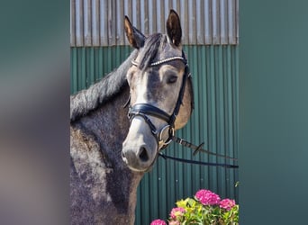 Hanoverian, Gelding, 4 years, 16 hh, Grey-Dapple