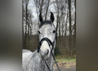 Hanoverian, Gelding, 4 years, 16 hh, Grey
