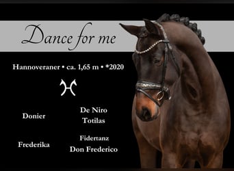 Hanoverian, Gelding, 4 years, 16 hh, Smoky-Black