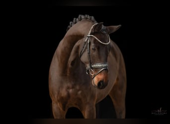 Hanoverian, Gelding, 4 years, 16 hh, Smoky-Black