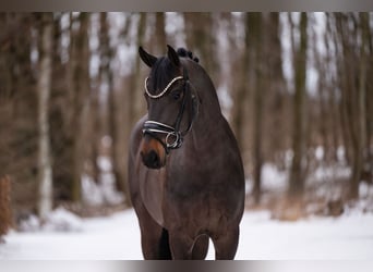 Hanoverian, Gelding, 4 years, 16 hh, Smoky-Black