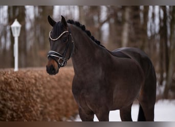 Hanoverian, Gelding, 4 years, 16 hh, Smoky-Black