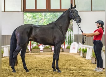 Hanoverian, Gelding, 4 years, 16 hh, Smoky-Black