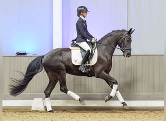 Hanoverian, Gelding, 4 years, 16 hh, Smoky-Black