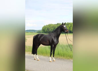 Hanoverian, Gelding, 4 years, 16 hh, Smoky-Black