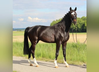Hanoverian, Gelding, 4 years, 16 hh, Smoky-Black