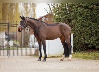 Hanoverian, Gelding, 4 years, 16,1 hh, Bay-Dark