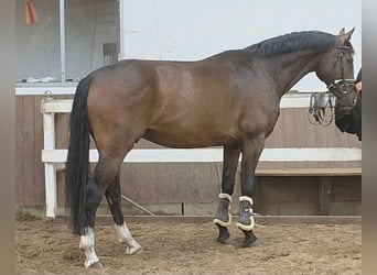 Hanoverian, Gelding, 4 years, 16,1 hh, Bay-Dark