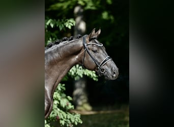 Hanoverian, Gelding, 4 years, 16,1 hh, Black
