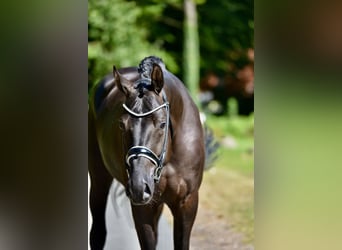 Hanoverian, Gelding, 4 years, 16,1 hh, Black