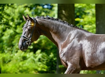 Hanoverian, Gelding, 4 years, 16,1 hh, Black