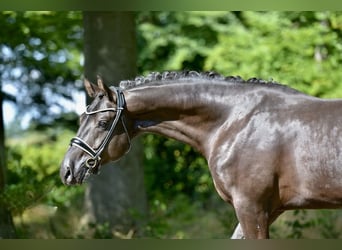 Hanoverian, Gelding, 4 years, 16,1 hh, Black