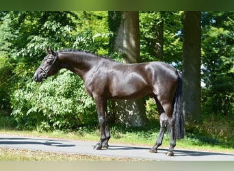 Hanoverian, Gelding, 4 years, 16,1 hh, Black