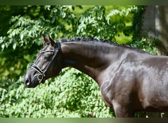 Hanoverian, Gelding, 4 years, 16,1 hh, Black