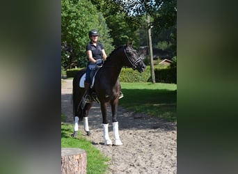Hanoverian, Gelding, 4 years, 16,1 hh, Black