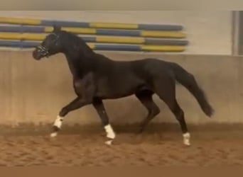 Hanoverian, Gelding, 4 years, 16,1 hh, Black