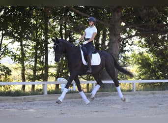 Hanoverian, Gelding, 4 years, 16,1 hh, Black