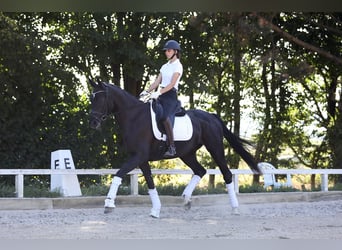 Hanoverian, Gelding, 4 years, 16,1 hh, Black