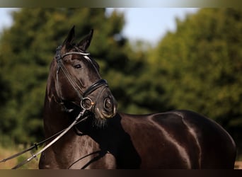 Hanoverian, Gelding, 4 years, 16,1 hh, Black
