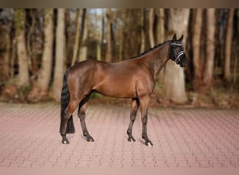 Hanoverian, Gelding, 4 years, 16,1 hh, Black