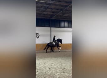 Hanoverian, Gelding, 4 years, 16,1 hh, Black