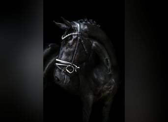 Hanoverian, Gelding, 4 years, 16,1 hh, Black