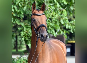 Hanoverian, Gelding, 4 years, 16,1 hh, Brown