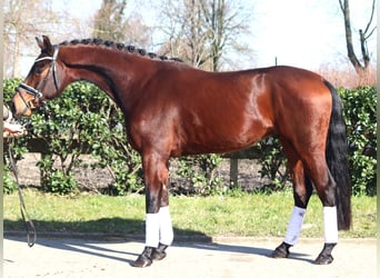 Hanoverian, Gelding, 4 years, 16,1 hh, Brown
