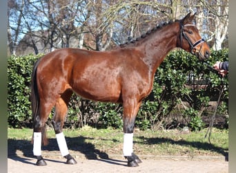 Hanoverian, Gelding, 4 years, 16,1 hh, Brown