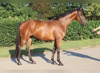 Hanoverian, Gelding, 4 years, 16,1 hh, Brown