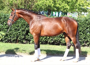 Hanoverian, Gelding, 4 years, 16,1 hh, Brown