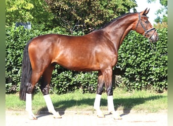 Hanoverian, Gelding, 4 years, 16,1 hh, Brown