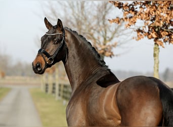 Hanoverian, Gelding, 4 years, 16,1 hh, Brown