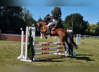 Hanoverian, Gelding, 4 years, 16,1 hh, Brown