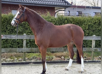 Hanoverian, Gelding, 4 years, 16,1 hh, Brown