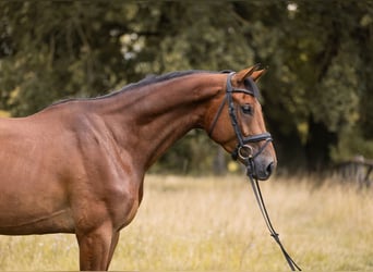 Hanoverian, Gelding, 4 years, 16,1 hh, Brown