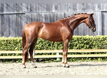 Hanoverian, Gelding, 4 years, 16,1 hh, Chestnut
