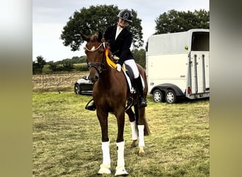 Hanoverian, Gelding, 4 years, 16,1 hh, Chestnut