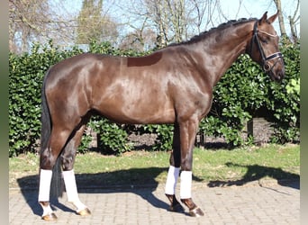 Hanoverian, Gelding, 4 years, 16,1 hh, Chestnut
