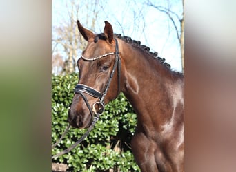 Hanoverian, Gelding, 4 years, 16,1 hh, Chestnut
