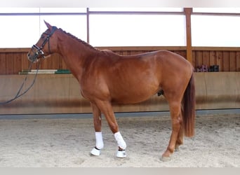 Hanoverian, Gelding, 4 years, 16,1 hh, Chestnut-Red