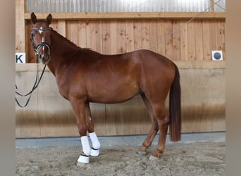 Hanoverian, Gelding, 4 years, 16,1 hh, Chestnut-Red