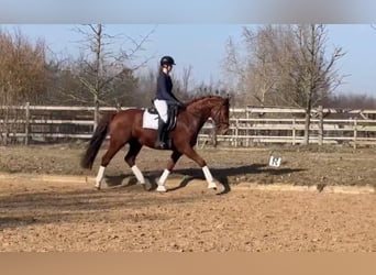 Hanoverian, Gelding, 4 years, 16,1 hh, Chestnut-Red