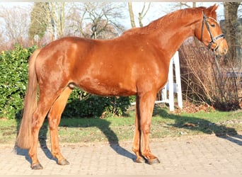 Hanoverian, Gelding, 4 years, 16,1 hh, Chestnut-Red